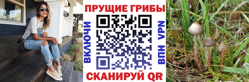 Псилоцибиновые грибы Cubensis  Грязовец 